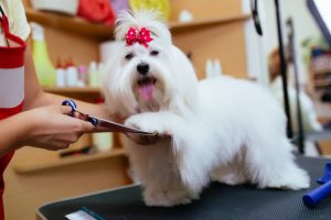 Why Choose Happy Dog Resort Pensacola for Your Pet’s Staycation